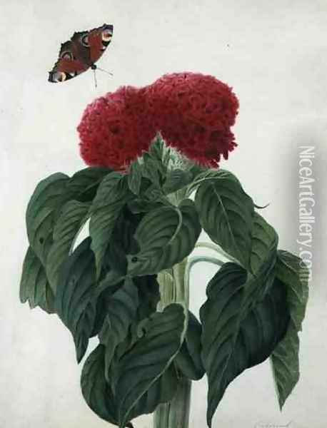 Celosia Argentea Cristata and Butterfly Oil Painting - Matilda Conyers