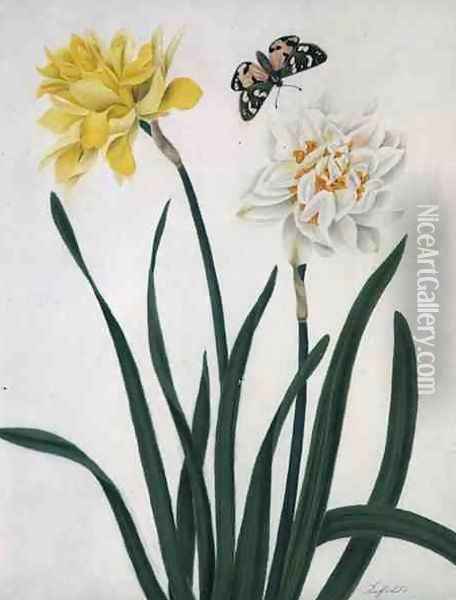 Narcissi and Butterfly Oil Painting - Matilda Conyers