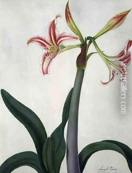 Amaryllis Vitata Oil Painting - Matilda Conyers