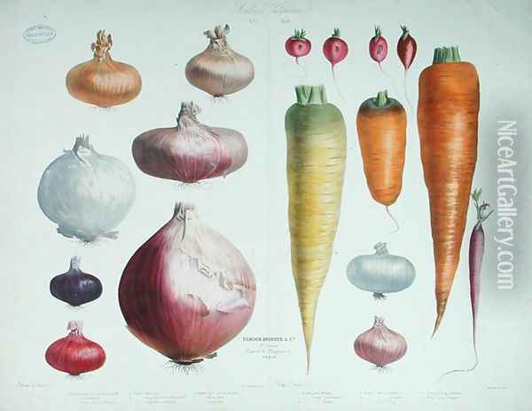 Onions, Radishes and Carrots, from the first 'Album Vilmorin', 1850 Oil Painting - Elisa Champin