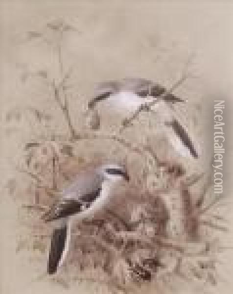 Shrikewith Their Prey In A Thorn Bush Oil Painting - Johan Gerard Keulemans