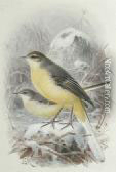 Yellow Wagtails Oil Painting - Johan Gerard Keulemans
