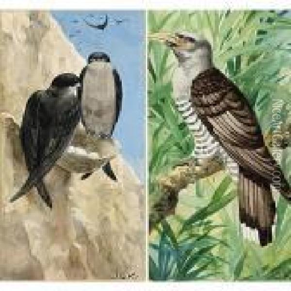 Birds Oil Painting - Johan Gerard Keulemans