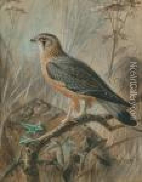 Sparrow Hawk Oil Painting - Johan Gerard Keulemans