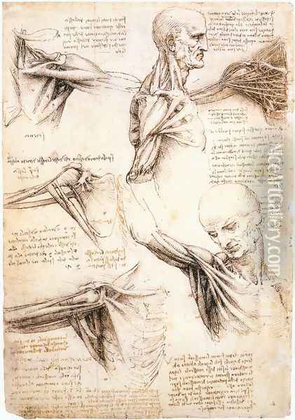 Anatomical studies of the shoulder Oil Painting - Leonardo Da Vinci