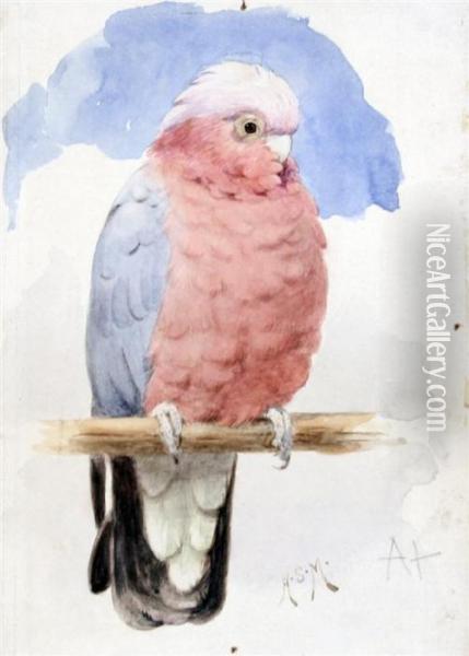 Study Of A Parrot Oil Painting - Henry Stacy Marks