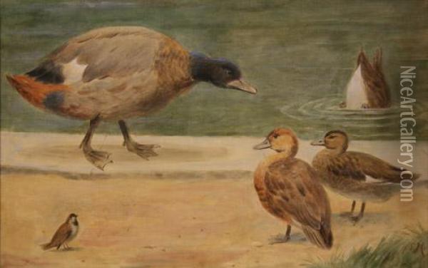 Study Of Ducks And A Sparrow At The Water's Edge Oil Painting - Henry Stacy Marks