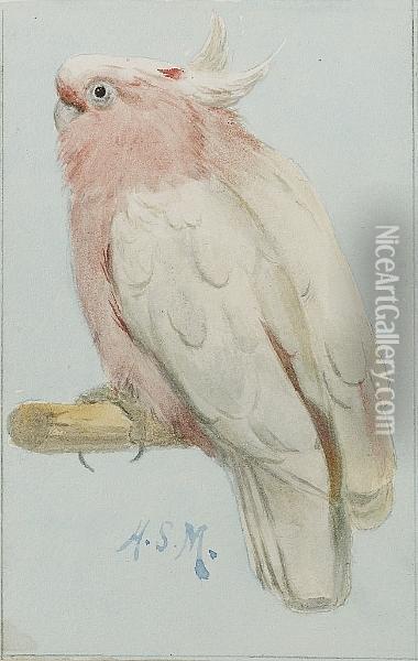 A Leadbetter's Cockatoo, Cacatua Leadbeateri Oil Painting - Henry Stacy Marks