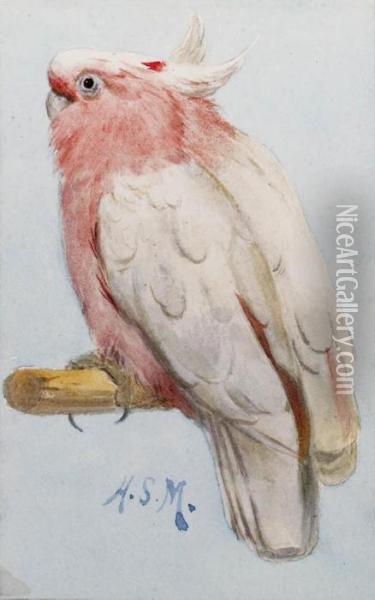 A Pair Of Leadbetter Cockatoos Oil Painting - Henry Stacy Marks