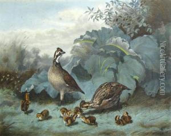 A Family Of Quails, From Upland Birds & Waterfowl Of The United States Oil Painting - Alexander Pope