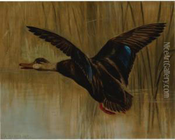 Mallard In Flight Oil Painting - Alexander Pope