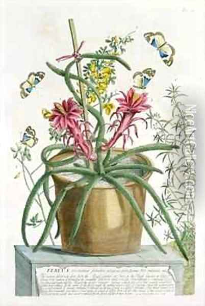 Cereus Minimus Oil Painting - Georg Dionysius Ehret