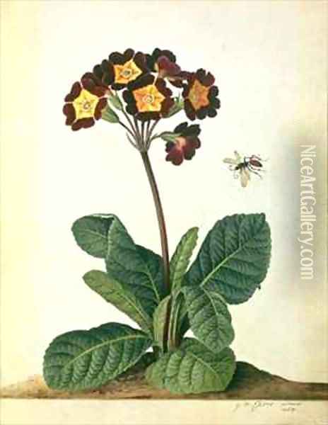 Primulaecae a Flowering Polyanthus with a Flying Insect Oil Painting - Georg Dionysius Ehret