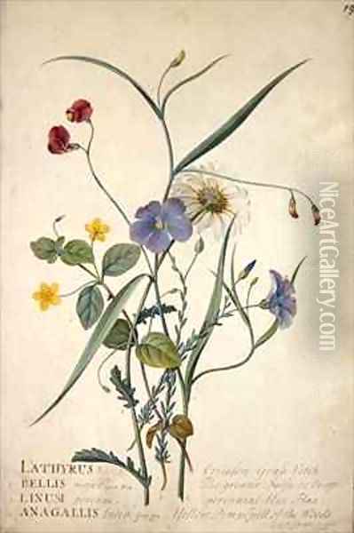 Lathyrus nissolia Chrysanthemum leucanthemum Linum perenne Lysimackia nemorum Oil Painting - Georg Dionysius Ehret