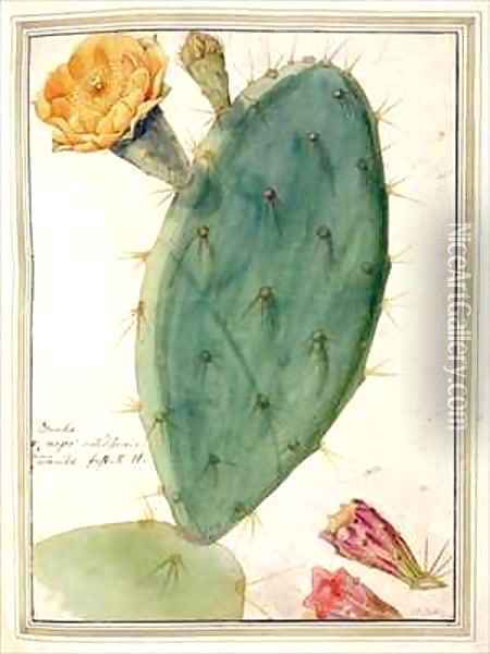 Detail of Cactus with Orange Flower Oil Painting - Georg Dionysius Ehret