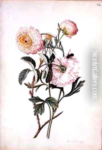 Musk Rose and Anemone Oil Painting - Georg Dionysius Ehret