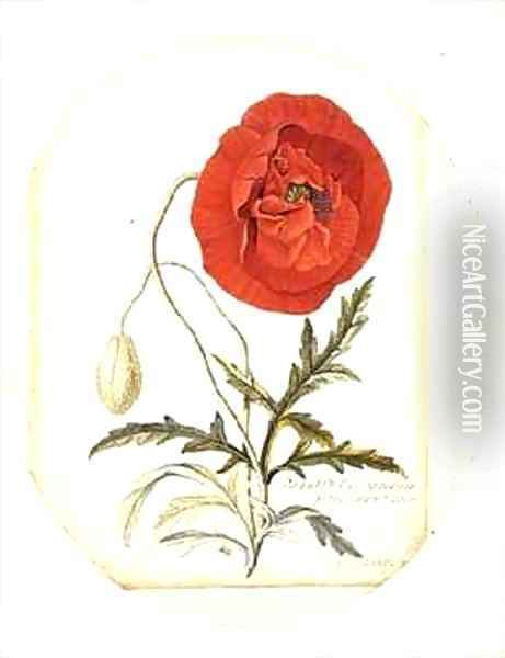 Poppy Papaver erraticum Oil Painting - Georg Dionysius Ehret