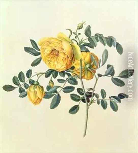 Rosa hemispherica Oil Painting - Georg Dionysius Ehret