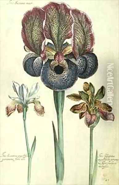 Iris susiana major and Iris bisantina angustifolia Oil Painting - Georg Dionysius Ehret