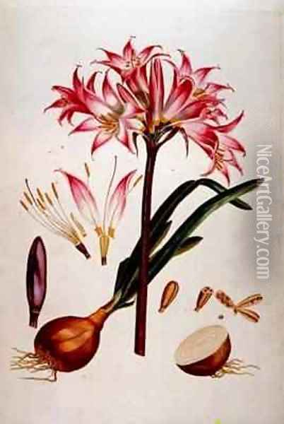 Botanical plate from Plantae Selectae 1750-73 Oil Painting - Georg Dionysius Ehret