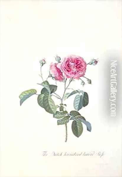 Rose Dutch hundred leaved Rose Oil Painting - Georg Dionysius Ehret