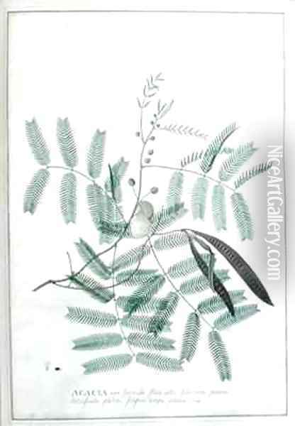 Acacia non spinosa flore albo foliorum pinnis latiusculis glabris filiquis longis planis Houst Oil Painting - Georg Dionysius Ehret