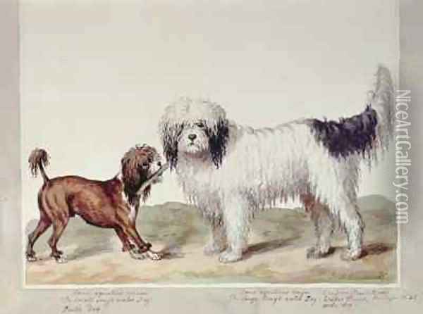 The Small Rough Water Dog or Poodle and the Large Rough Water Dog Oil Painting - Sydenham Teast Edwards