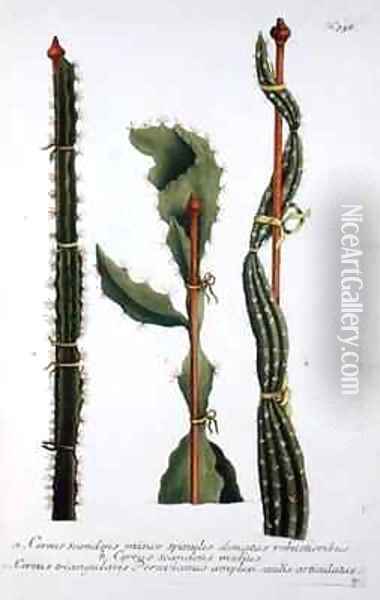 Cereus scandens minor Cereus scandens medeus and triangularis Peruvianus Oil Painting - Georg Dionysius Ehret