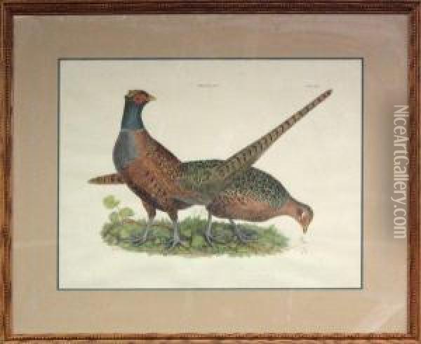 Pheasants M&f Oil Painting - Prideaux John Selby