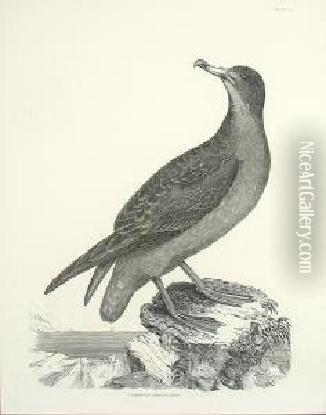 Orinthological Studies Including Cinereous Shearwater And Black Throated Diver Oil Painting - Prideaux John Selby