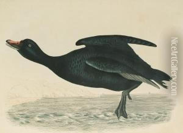 'black Scoter, Male', 'scaup Duck', 'eider Duck, Male', 'eider, Female' Oil Painting - Prideaux John Selby