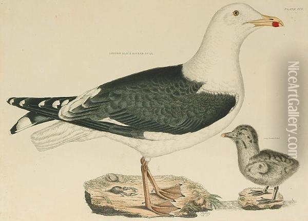 'lesser Black Backed Gull', 'herring Gull, Old' Oil Painting - Prideaux John Selby