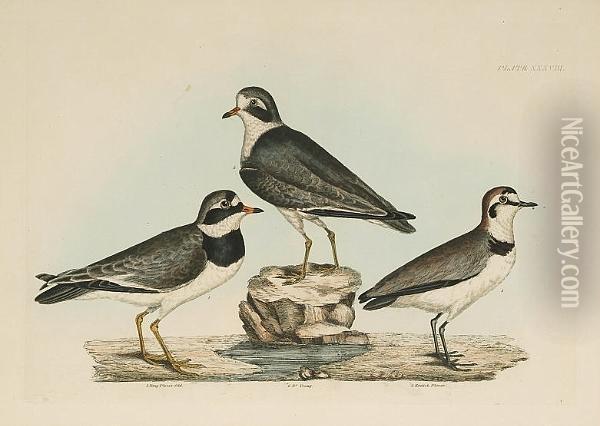 'termminck's Tringer Spring 
Plumage And Young', 'little Tringer Summer Plummage And Young', 'ring 
Plover Old', 'ring Plover Young', 'kentish Plover', 'spotted Sandpiper 
Male And Female', 'common Turnstone Male Summer Plumage, Female And 
Young Of T Oil Painting - Prideaux John Selby