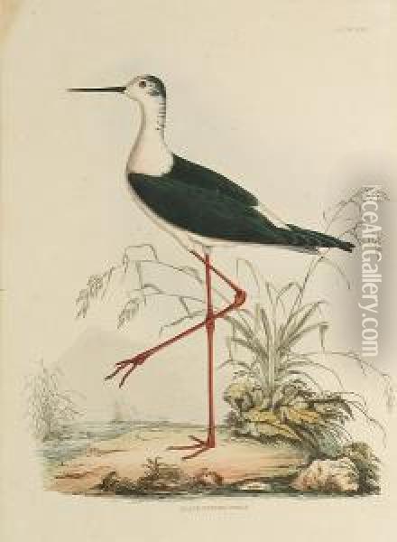 'black Winged Stilt', 
'kittiwake, Young And Adult', 'common Skua', 'teal, Male And Female', 
'cinereous Sherwater' Oil Painting - Prideaux John Selby