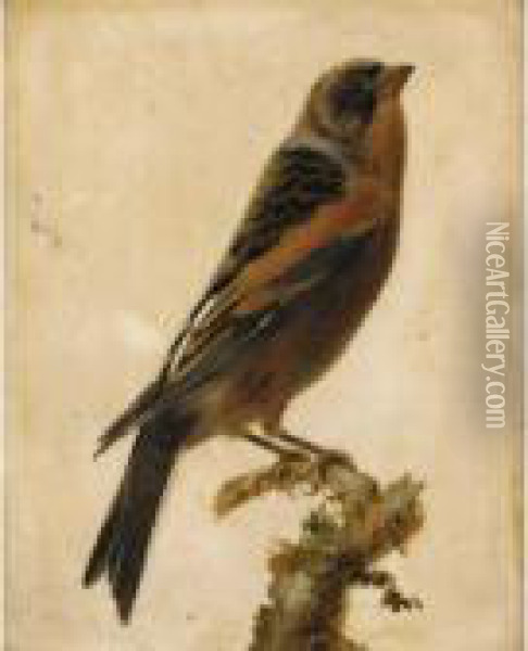 Oiseaux Sur Une Branche 
[attributed To Gerard Van Spaendonck ; Birds On A Branch ; Oil On Marble
 ; A Pair] Oil Painting - Gerard Van Spaendonck