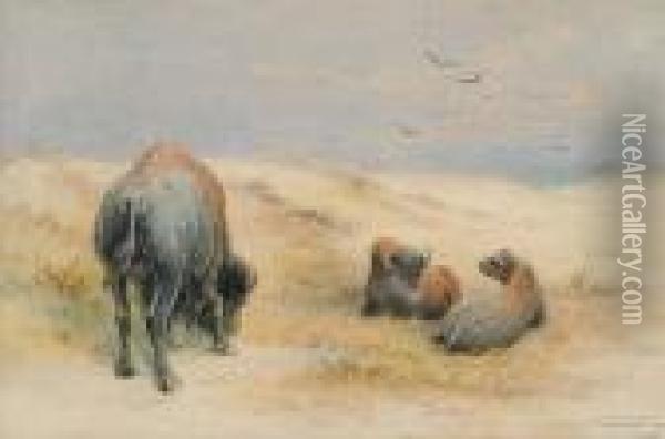 Bison Mid-day Oil Painting - Frederick Arthur Verner