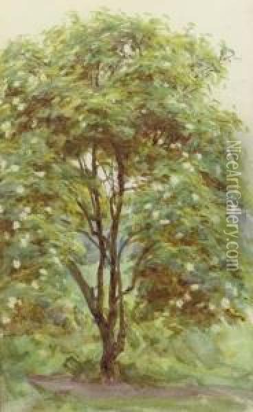 Study Of A Tree Oil Painting - Helen Mary Elizabeth Allingham