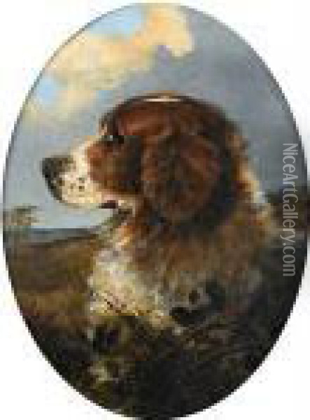 Head Of A Springer Spaniel Oil Painting - George Armfield