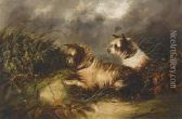 Terriers Oil Painting - George Armfield