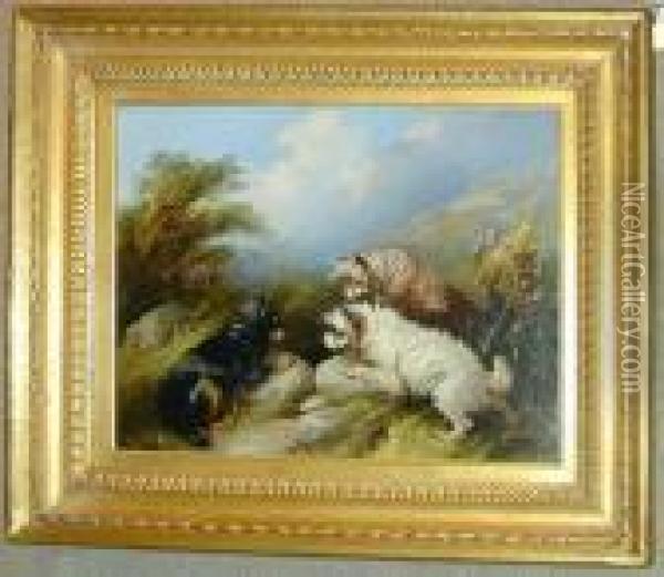 Threeterriers Rabbiting Oil On Canvas 14 1/4 X 18in Oil Painting - George Armfield