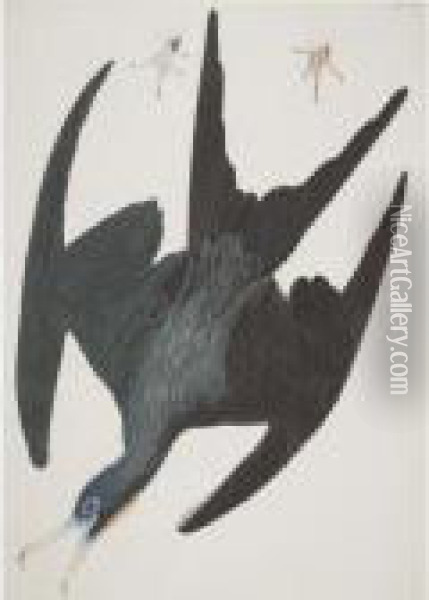 Frigate Pelican (plate Cclxxi) Oil Painting - John James Audubon