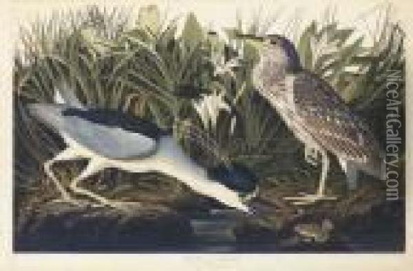 Night Heron Or Qua Bird (plate Ccxxxvi)
Ardea Nycticorax Oil Painting - John James Audubon