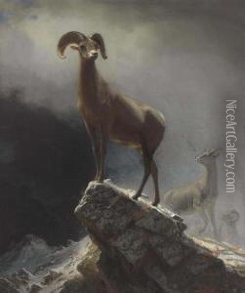 Rocky Mountain Sheep Or Big Horn, Ovis, Montana Oil Painting - Albert Bierstadt