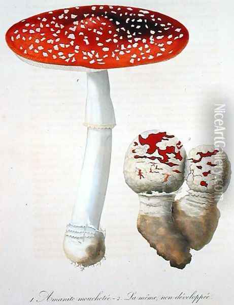 Amanita Muscaria from Phytographie Medicale Oil Painting - L.F.J. Hoquart