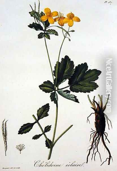 Celidonium Majus from Phytographie Medicale Oil Painting - L.F.J. Hoquart
