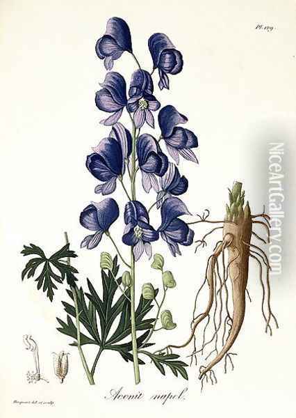 Aconitum Napellus from Phytographie Medicale Oil Painting - L.F.J. Hoquart