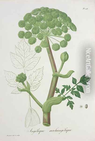 Angelica Archangelica from Phytographie Medicale Oil Painting - L.F.J. Hoquart