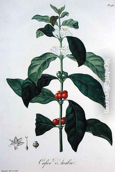 Coffea Arabica from Phytographie Medicale Oil Painting - L.F.J. Hoquart