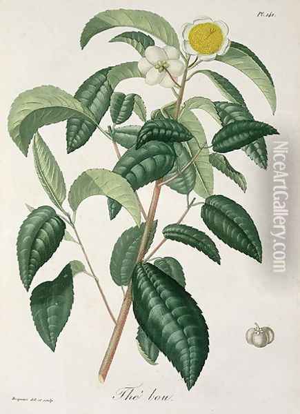 Camellia Thea from Phytographie Medicale Oil Painting - L.F.J. Hoquart