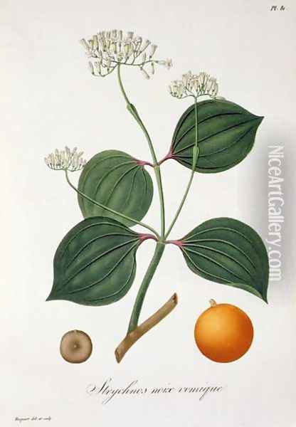Strychnos nux vomica from Phytographie Medicale Oil Painting - L.F.J. Hoquart